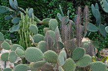 A Display Of Assorted Cactus And Succulents In A Mediterranean Garden