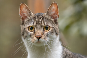 Poster - erschrockene Katze 