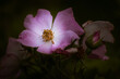 Closeup shot of a california wild rose on a dark background