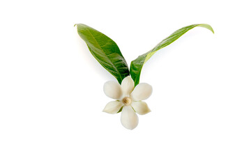 Wall Mural - White magnolia flower (Magnolia grandiflora) on isolated white background, with clipping path.
