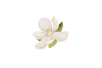 Wall Mural - White magnolia flower (Magnolia grandiflora) on isolated white background, with clipping path.