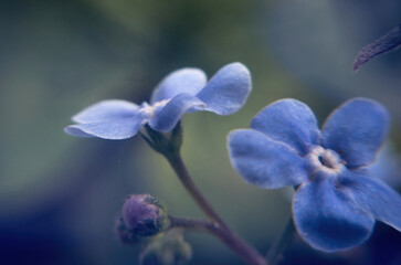 Poster - Blue forget-me-not flower in sunny spring garden