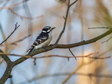 Selective Focus Shot Of A Downy Woodpecker Bird Perched On A Branch