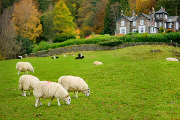 Sheep marked with colorful dye grazing in green pastures. Adult sheep and baby lambs feeding in lush meadows of England.