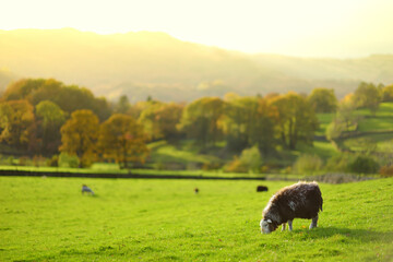 Sheep marked with colorful dye grazing in green pastures. Adult sheep and baby lambs feeding in lush meadows of England.