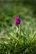 Purple tulip in grass with depth of field, single one, soft morning light