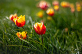 Fototapeta Tulipany - Some tulips lost in grass field, tulip in meadow, group of tulips