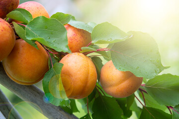 Apricots growing on fruit tree, fresh fruit on tree