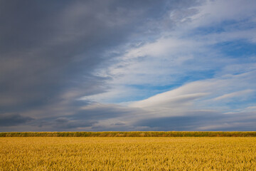 Wall Mural - Before rain in Central Bohemian Uplands