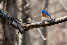 Vivid Eastern Bluebird