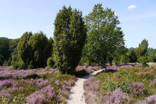 Wanderweg blühende Lüneburger Heide