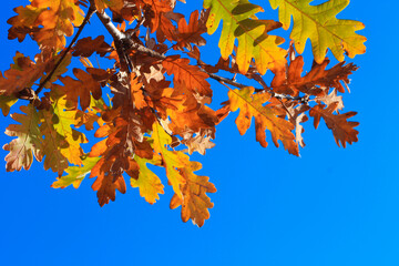 yellow oak leaves against blue sky in the autumn forest