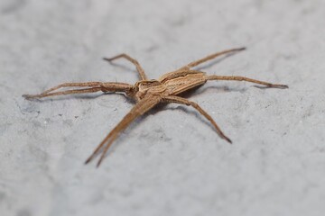 Wall Mural - Nursery web spider Pisaura mirabilis