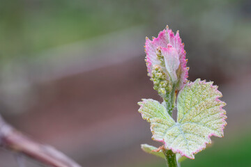 Wall Mural - Close up of a grapevine after bud break with flowers forming