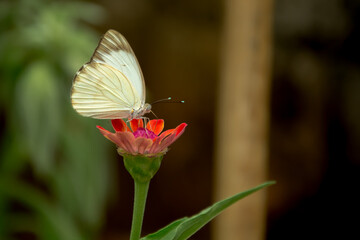 butterfly on flower