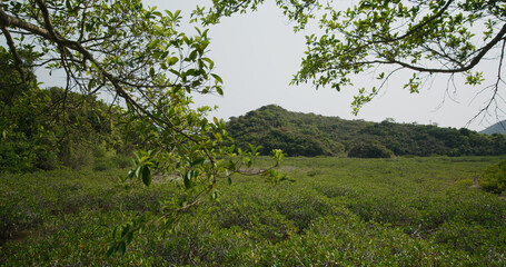 Canvas Print - Yim Tin Tsai in Sai Kung