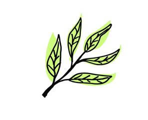Wall Mural - Olive Leaves. Hand drawn illustration. Vector outline