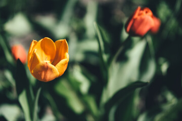 Beautiful yellow spring tulip