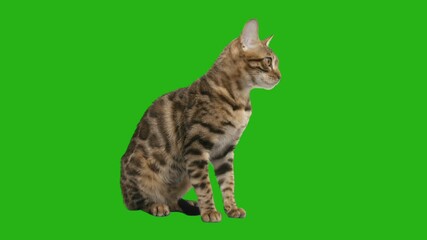 Wall Mural - cat  on green screen