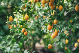 Fototapeta  - ripe yellow-orange Meyer lemons on a lemon tree.