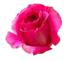 Wall Mural - Rose flower isolated on white background