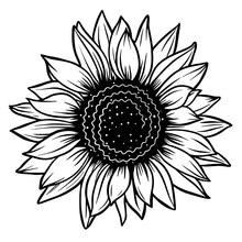 Sunflower Flowers. Collection Of Silhouettes Stylized Blooming Plants. Autumn Flowers. Vector Illustration On White Background. Floral Logotype. Tattoo.