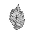 Stylized drawing of leaf of an elm tree with decorative veins isolated on white background. Vector illustration. Design element for card, invitation, banner, poster in line art style