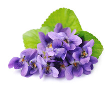 Viola Wild Flower