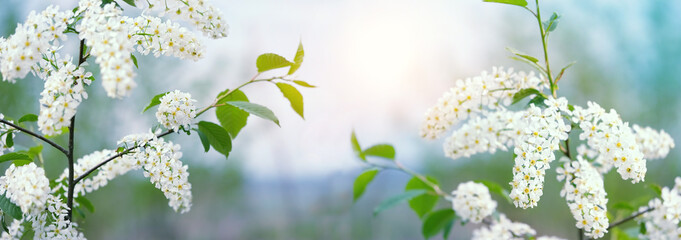 Sticker - white bird cherry flowers on gentle natural background. blossom wild bird cherry. spring season. banner