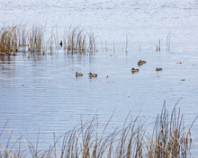 A Group Of Blue-winged Teal Ducks In A Marsh.