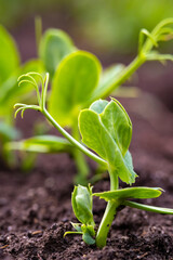 Canvas Print - sprouts of young peas in a field in rows