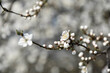 Wiosenne kwiaty, białe kwiaty, wiosenne klimaty.  Springs white blooming flower.
