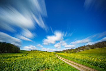 Sticker - Summer landscape with blooming canola field