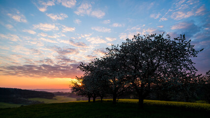 Wall Mural - beautiful sunset sky with orchard, twilight sky background.
