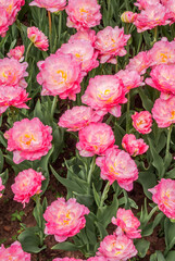 Double late Tulip 'Double Sugar' (Tulipa hybrida) in park