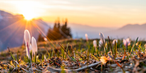 Frühlingserwachen in den Alpen