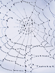 Spider Web