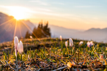 Canvas Print - Frühlingserwachen in den Alpen