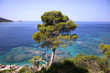 Poster - Mesmerizing view of a high tree near the sea