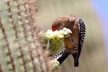 Woodpecker Buries His Face In Saguaro Flower