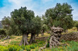Wanderurlaub Mallorca - Wanderung zwischen Banyalbufar und Estellencs durch das Landgut, die Finca Planícia: schöne uralte Olivenbäume