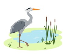Heron Bird On Lake Or Pond With Canes And Grass