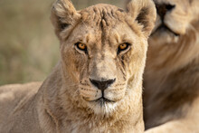 Portrait Of Beautiful African Lioness Queen Of The Jungle - Mighty Wild Animal In Nature, Roaming The Grasslands And Savannah Of Africa