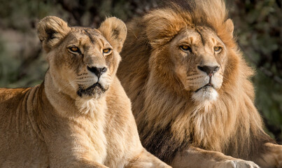 majestic african lion couple loving pride of the jungle - mighty wild animal in nature, roaming the 