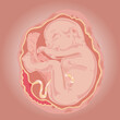 Baby embryo fetus foetus placenta