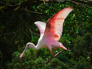 Wall Mural - Pink Roseate Spoonbill sitting up in a tree