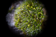 Moss From Close-up, Macro Photography Of  Moss