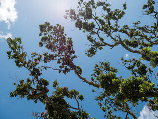 Poster - Native flora with lush foliage growing on the Coromandel Peninsula, New Zealand