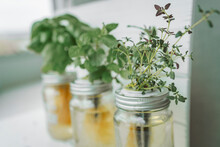 Fresh Herbs Gardening At Kitchen Countertop Top View Of Genovese Basil, Mint, Thyme In Hydroponic Kratky Method Jars.