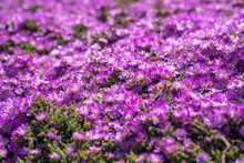 Purple Carpet Of Ice Plant (Carpobrotus Edulis) Blooming In Springtime, Lovers Point Park 